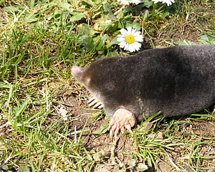 black mole beside white daisy flower